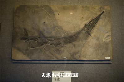 龍魚的頭型描述（龍魚頭型及其特點(diǎn)） 龍魚百科 第1張