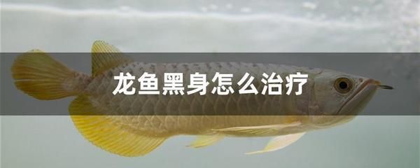 龍魚黑身的原因（龍魚黑身可能由哪些因素引起？）