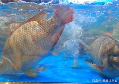 龍魚是否吃羅非魚（羅非魚可以作為龍魚的食物） 龍魚百科 第3張