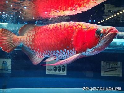 龍魚養(yǎng)殖的利潤情況（龍魚養(yǎng)殖的利潤空間和風險）