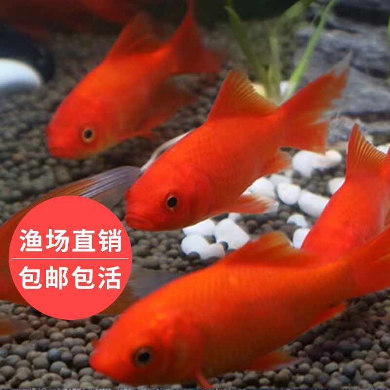 龍魚吃草金魚是否容易得?。堲~吃草金魚容易得病取決于多個(gè)因素） 龍魚百科 第2張