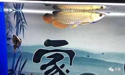 龍魚背部掉一片鱗的處理方法（龍魚掉鱗可能與水質(zhì)有關(guān)，請(qǐng)注意處理）