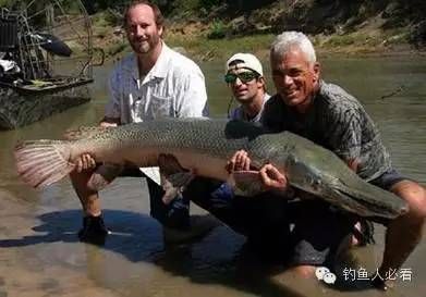 龍魚尸體對(duì)其他魚類的影響（龍魚尸體是否適合其他魚類食用取決于多種因素） 龍魚百科 第5張