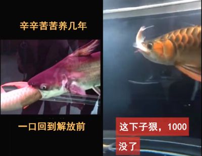 龍魚的食性分析（關(guān)于龍魚食性的詳細(xì)分析）