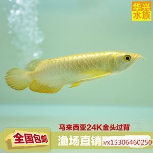 龍魚價(jià)格（龍魚價(jià)格因其品種、品相、大小等因素而有很大差異）