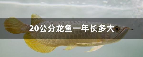 龍魚(yú)吃多了的影響（龍魚(yú)吃多了會(huì)對(duì)健康產(chǎn)生負(fù)面影響）