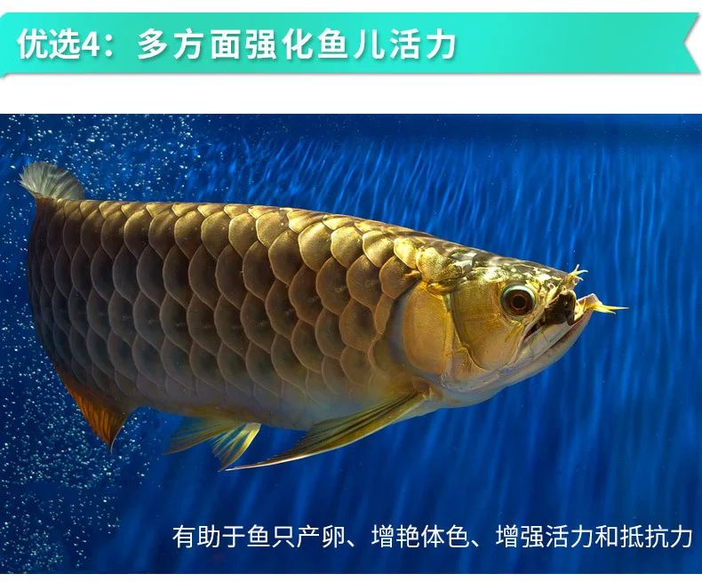 龍魚缸里加黑水的利弊分析（龍魚缸中加黑水取決于魚缸的具體情況和具體情況和需求） 龍魚百科 第4張