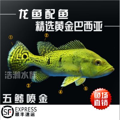 龍魚進(jìn)口流程圖（龍魚進(jìn)口流程圖，） 龍魚百科 第4張