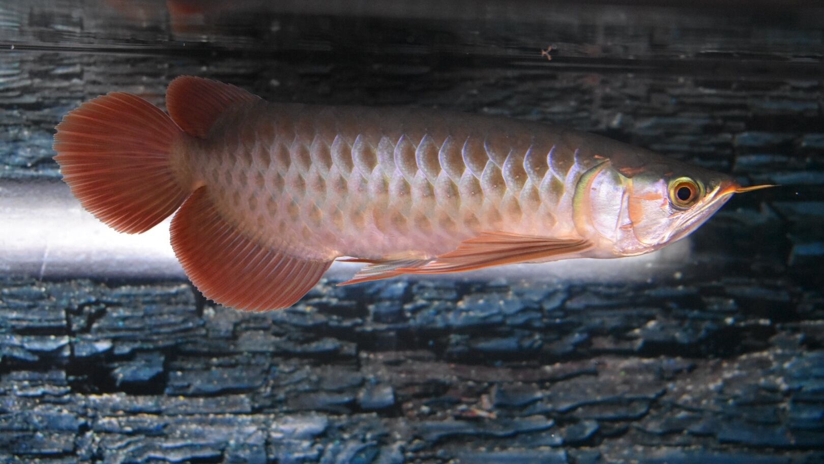 龍魚(yú)吃活魚(yú)是否容易得?。堲~(yú)吃活魚(yú)存在一定的健康風(fēng)險(xiǎn)嗎？） 龍魚(yú)百科 第4張