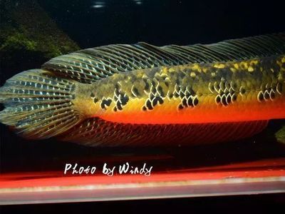 龍魚的食物選擇：麥穗魚 vs 丁魚（在考慮給龍魚喂食麥穗魚或丁魚時(shí)） 龍魚百科 第3張