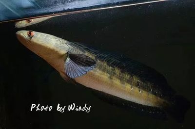 龍魚的食物選擇：麥穗魚 vs 丁魚（在考慮給龍魚喂食麥穗魚或丁魚時(shí)） 龍魚百科 第5張