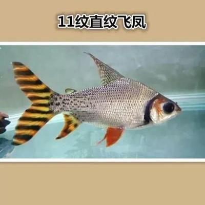 龍魚價(jià)格排行榜前十名（龍魚價(jià)格排行榜）