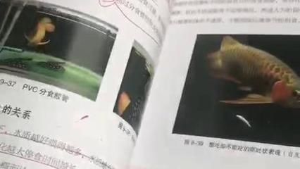 龍魚魟魚飼養(yǎng)手冊電子書（《龍魚魟魚飼養(yǎng)手冊》是一本全面的指南） 龍魚百科 第5張