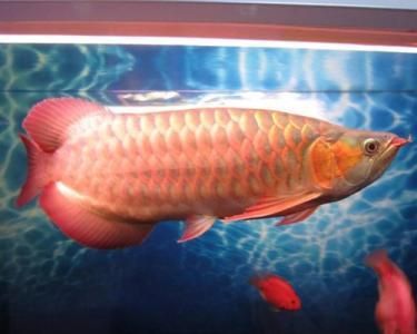 龍魚(yú)的合理飼料攝入量（龍魚(yú)的飼料攝入量是一個(gè)固定的數(shù)值嗎？） 龍魚(yú)百科 第4張