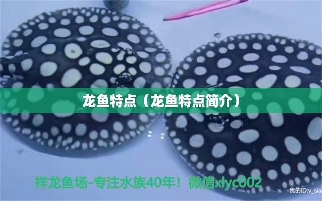 龍魚(yú)的特性調(diào)查報(bào)告（古老而神秘的魚(yú)類(lèi)，具有獨(dú)特的魅力，） 龍魚(yú)百科 第3張