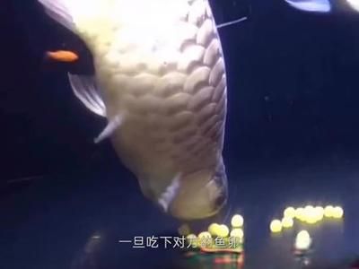 龍魚回收（龍魚回收價格是多少） 龍魚百科 第5張