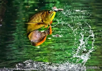 龍魚(yú)掉在地上會(huì)死嗎（龍魚(yú)掉在地上會(huì)有生命危險(xiǎn)嗎？）