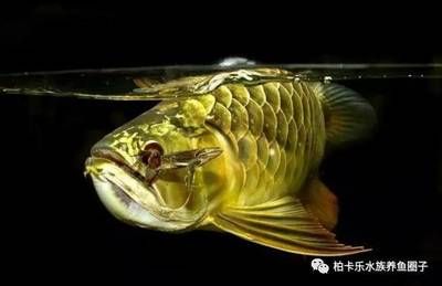 龍魚(yú)吃后隔天吐食的原因分析（龍魚(yú)吃后隔天吐食可能是由于消化不良或食物不適引起的） 龍魚(yú)百科 第2張