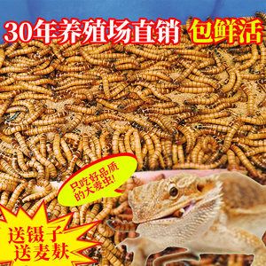 龍魚吃面包蟲干嗎（龍魚可以吃面包蟲干嗎？）