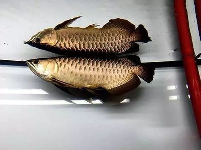 龍魚(yú)側(cè)線(xiàn)孔變大的治療方法（如何預(yù)防龍魚(yú)側(cè)線(xiàn)孔變大） 龍魚(yú)百科 第2張