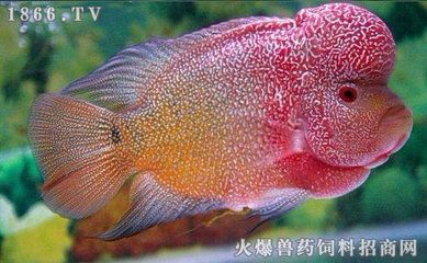 紅龍魚(yú)白底黑背景圖（紅龍魚(yú)在白底黑背景圖中顯得格外醒目，飼養(yǎng)紅龍魚(yú)需注意哪些因素） 水族問(wèn)答 第4張