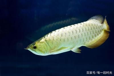 龍魚(yú)的層次和養(yǎng)殖面積（龍魚(yú)在水中的層次主要取決于什么？） 龍魚(yú)百科 第2張