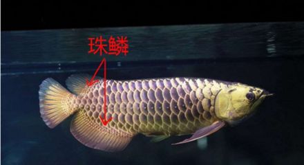 龍魚珠鱗何時開始亮化（不同品種的龍魚珠鱗亮化的開始時間和表現(xiàn)有所不同） 龍魚百科 第5張