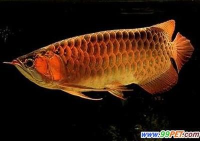 龍魚產(chǎn)卵不含卵怎么辦（龍魚產(chǎn)卵后公魚不含卵是怎么回事？） 龍魚百科 第2張