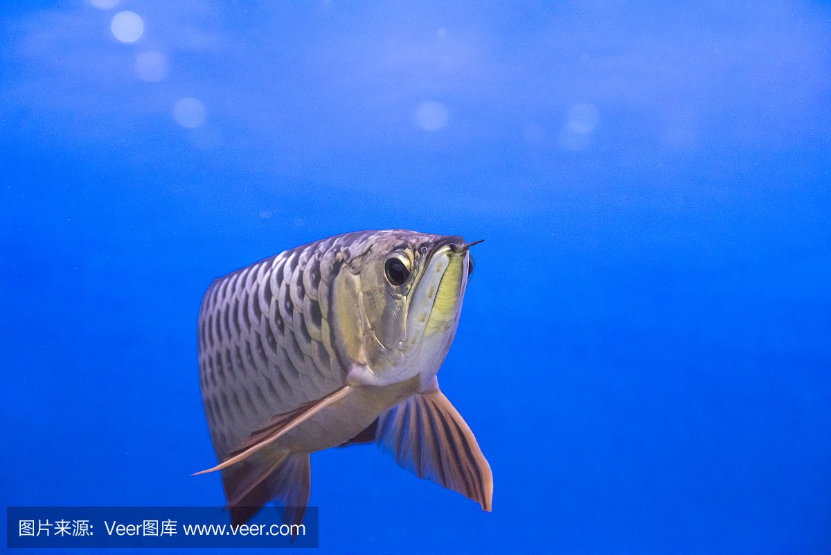 龍魚和鯊魚是否可以一起飼養(yǎng)（龍魚和虎頭鯊適合混養(yǎng)嗎？）