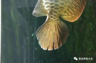 龍魚爛尾的成因及治療方法（龍魚爛尾怎么辦） 龍魚百科 第2張