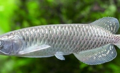 龍魚的停止生長期（龍魚一般在4-5年后停止生長，但這個時間點可能會變化） 龍魚百科 第2張