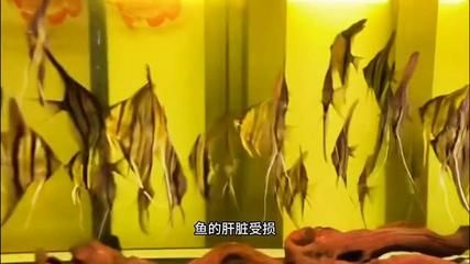 龍魚使用甲硝唑的方法和注意事項(xiàng)（關(guān)于龍魚使用甲硝唑的具體方法和注意事項(xiàng)）