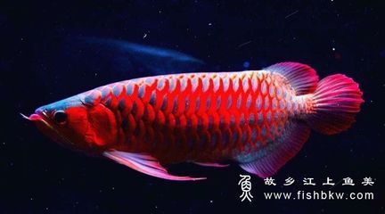 龍魚鱗片邊緣有白色的原因及處理方法（龍魚鱗片邊緣出現(xiàn)白色怎么辦） 龍魚百科 第2張