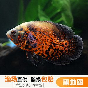 龍魚和十間魚混養(yǎng)的可能性（龍魚和十間魚可以一起養(yǎng)嗎？） 龍魚百科 第2張