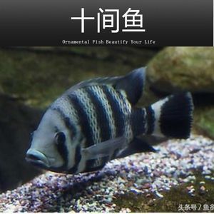 龍魚和十間魚混養(yǎng)的可能性（龍魚和十間魚可以一起養(yǎng)嗎？） 龍魚百科 第3張