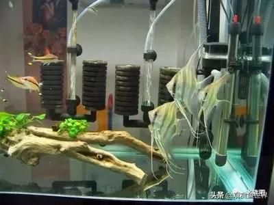 龍魚和埃及神仙混養(yǎng)的喂食策略（在混養(yǎng)龍魚和埃及神仙魚時(shí)喂食策略需要考慮到兩者的飲食習(xí)慣和營(yíng)養(yǎng)需求） 龍魚百科 第4張