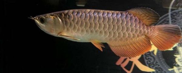 龍魚拔鱗片的原因（龍魚拔鱗片可能由多種原因導致） 龍魚百科 第1張