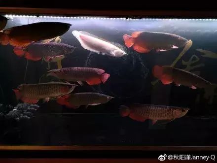 處理龍魚缸內(nèi)的龍魚蛋（在水族箱中發(fā)現(xiàn)龍魚蛋時(shí)處理方法取決于蛋的狀態(tài)和龍魚的性別） 龍魚百科 第2張