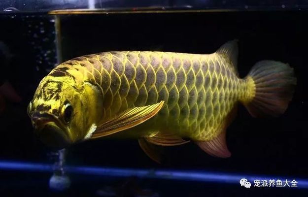 處理龍魚缸內(nèi)的龍魚蛋（在水族箱中發(fā)現(xiàn)龍魚蛋時(shí)處理方法取決于蛋的狀態(tài)和龍魚的性別） 龍魚百科 第3張