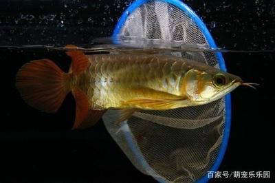 龍魚的好斗性（龍魚可能表現(xiàn)出好斗的行為，混養(yǎng)時(shí)需要考慮到這些性格差異） 龍魚百科 第3張