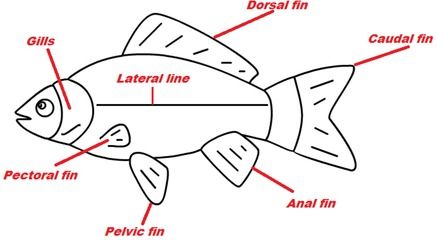 龍魚檢疫方法（關(guān)于龍魚檢疫的一些基本方法和注意事項(xiàng)） 龍魚百科 第5張