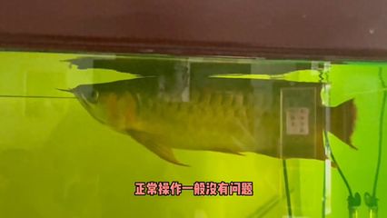 龍魚檢疫方法（關(guān)于龍魚檢疫的一些基本方法和注意事項(xiàng)） 龍魚百科 第4張