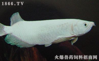 龍魚的生存條件與不易死亡的尺寸（龍魚生存的關(guān)鍵條件） 龍魚百科 第1張