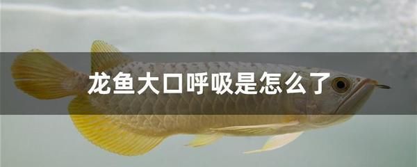 龍魚大口呼吸的原因及后果（龍魚大口呼吸可能是由多種因素引起的） 龍魚百科 第2張