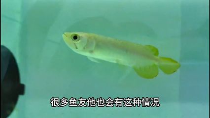 龍魚燈是否需要24小時(shí)開著（龍魚燈并不需要24小時(shí)開著） 龍魚百科 第5張