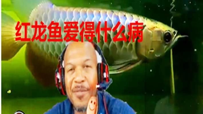 龍魚到家的危險期（新魚入缸前三天是危險期嗎） 龍魚百科