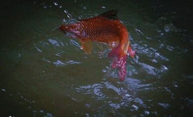 龍魚浮在水面上沉不下去的原因（龍魚浮在水面上沉不下去可能由多種原因造成，以下原因總結(jié)） 龍魚百科 第2張