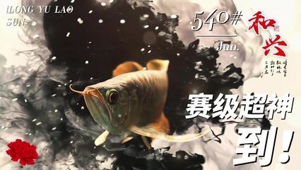 龍魚老孫的可信度分析（龍魚老孫在社交媒體平臺(tái)上擁有一定權(quán)威和專業(yè)知識(shí)） 龍魚百科 第2張