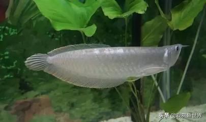 龍魚側(cè)游的原因及解決方法（龍魚側(cè)游可能是由于多種原因引起的） 龍魚百科 第5張