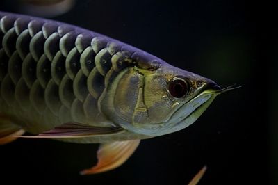 龍魚巔峰論壇概述（龍魚巔峰論壇是一個專注于龍魚養(yǎng)殖和交流的在線平臺） 龍魚百科 第4張